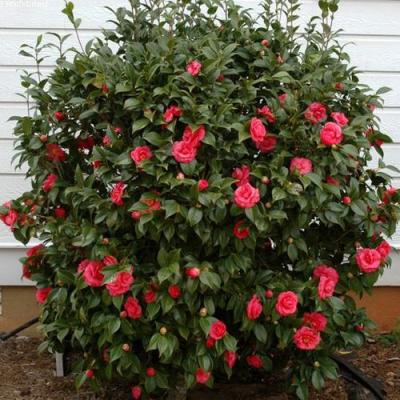 Камелия в Колодищи