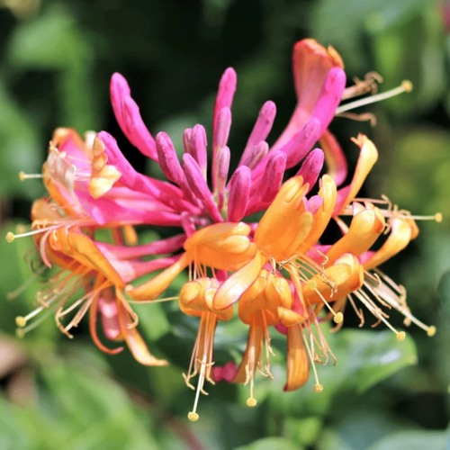 Жимолость ГЕКРОТА в Колодищи