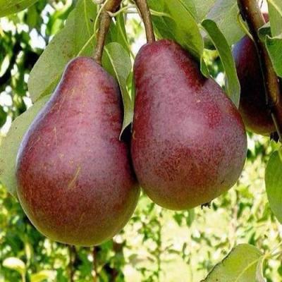 Красная в Колодищи