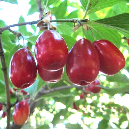 Кизил ЛУКЬЯНОВСКИЙ в Колодищи