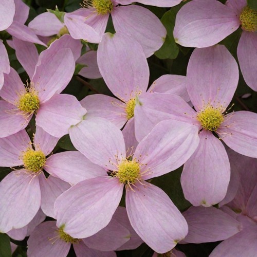 Клематис ГОРНЫЙ в Колодищи