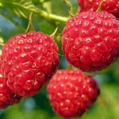 Поздняя в Колодищи