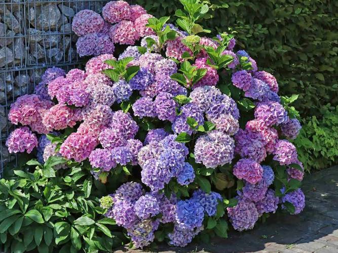 Букет Роуз (Bouquet Rose).jpg