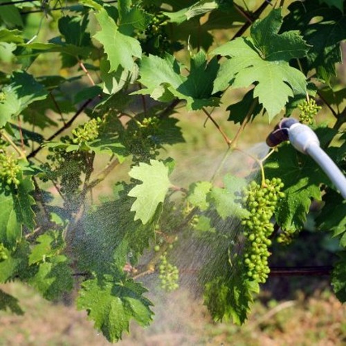 Болезни винограда и профилактика.jpg