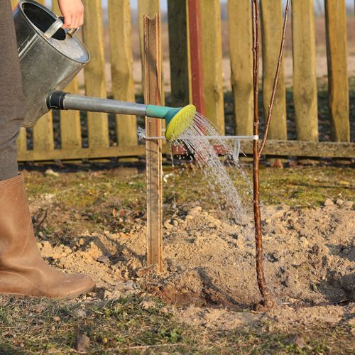 уход за саженцами вишни черешни.jpg