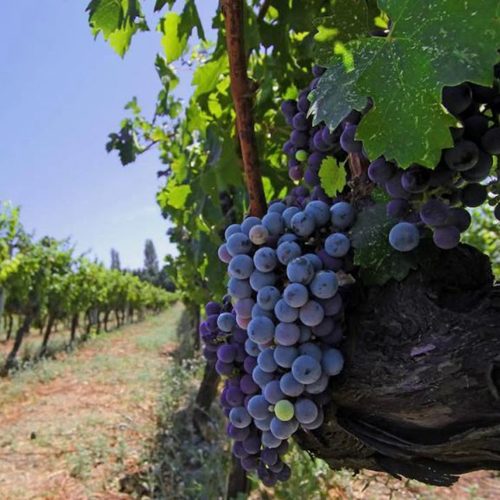 синий виноград.jpg