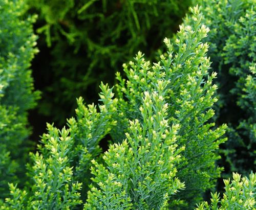 киаприсовик лавсона.jpg