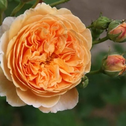 Роза КРАУН ПРИНЦЕССА МАРГАРЕТ английская.jpg