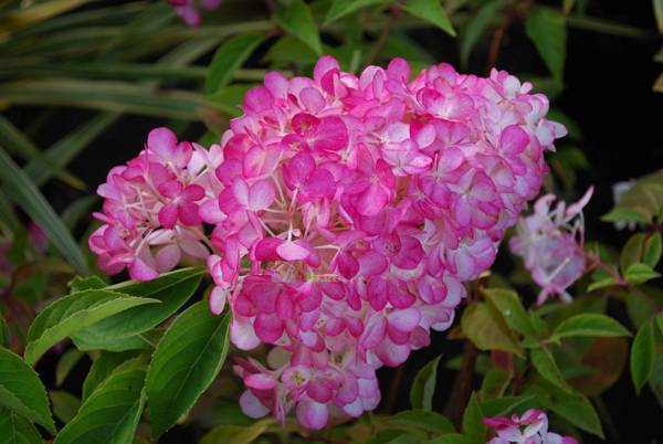 гортензия фрайз.jpg