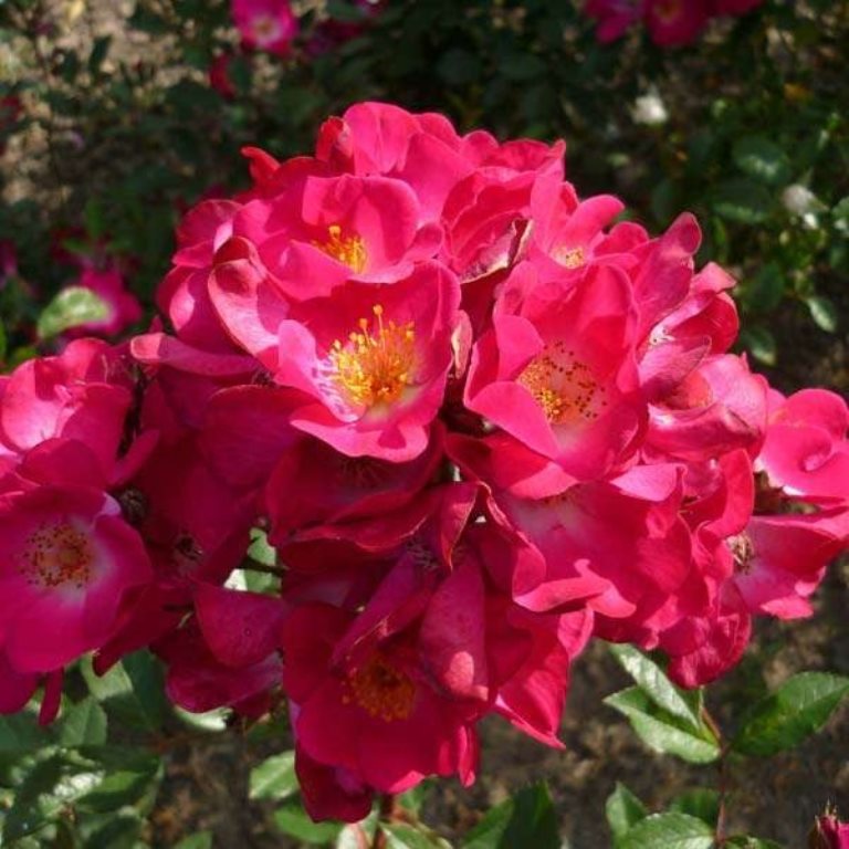 Роза мускусная.jpg