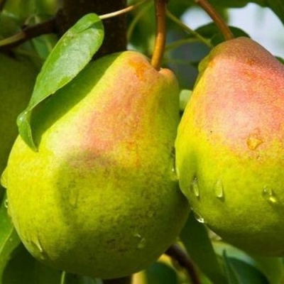 Груша ФЛЕЙТА в Колодищи