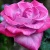 Роза ПАРАДИЗ чайно-гибридная  в Колодищи