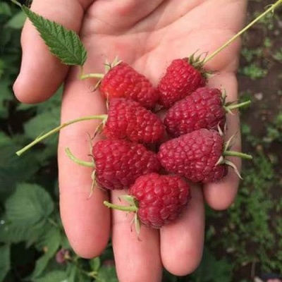 Малина ЕВРАЗИЯ в Колодищи