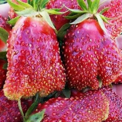 Клубника КУПЧИХА в Колодищи