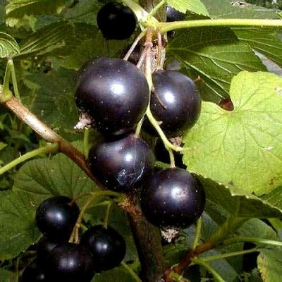 Смородина чёрная БИНАР в Колодищи