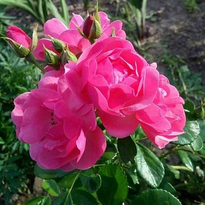Роза АНГЕЛА флорибунда в Колодищи