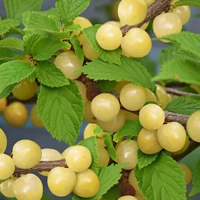 Вишня СНЕВИТ войлочная в Колодищи