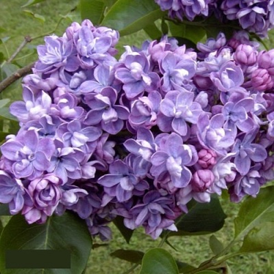 Сирень АМИ ШОТТ в Колодищи