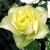 Роза ЛИМБО (ДОЛЛАР) чайно-гибридная  в Колодищи