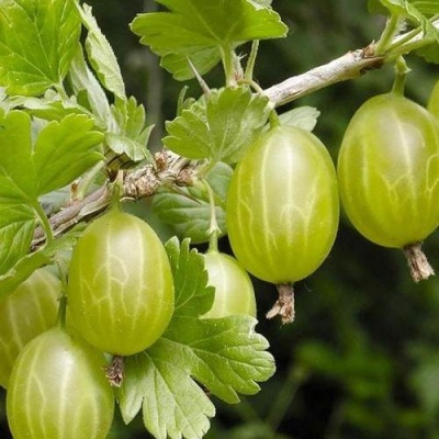 Крыжовник УРАЛЬСКИЙ ИЗУМРУД в Колодищи