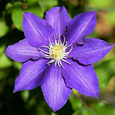 Клематис ЗЕ ПРЕЗИДЕНТ в Колодищи