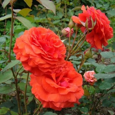 Роза АНЖЕЛИКА чайно-гибридная  в Колодищи