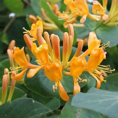 Жимолость ТЕЛЬМАНА в Колодищи