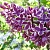 Сирень СЕНСАЦИЯ (привитая) в Колодищи