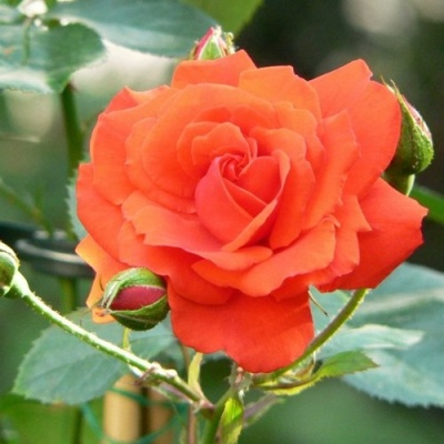 Роза АНЖЕЛИКА чайно-гибридная  в Колодищи