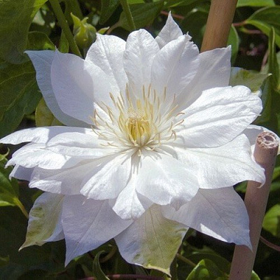 Клематис ДАЧЕСС ОФ ЭДИНБУРГ в Колодищи