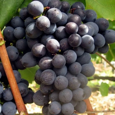 Виноград ЭСТЕР (R-65) в Колодищи