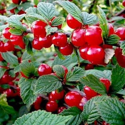 Вишня ВОСТОРГ войлочная в Колодищи