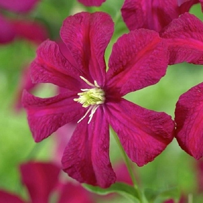 Клематис МАДАМ ДЖУЛИЯ КОРРЕВОН в Колодищи