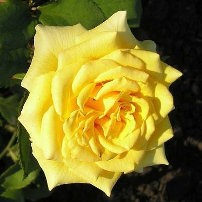 Роза ЛАНДОРА чайно-гибридная  в Колодищи
