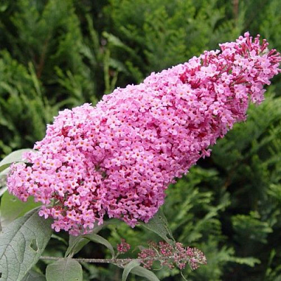 Буддлея давида ПИНК ДЕЛАЙТ в Колодищи