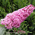 Буддлея давида ПИНК ДЕЛАЙТ в Колодищи