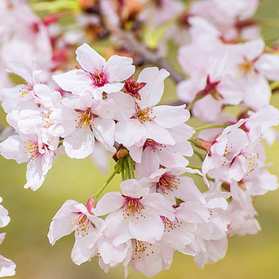 Сакура КОЙО НО МАЙ в Колодищи