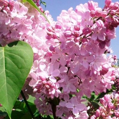 Сирень АДЕЛИНА в Колодищи