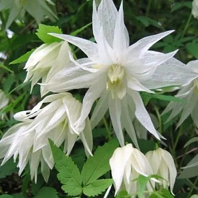 Княжик АЛЬБИНА ПЛЕНА белый махровый в Колодищи