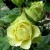 Роза ЛИМБО (ДОЛЛАР) чайно-гибридная  в Колодищи
