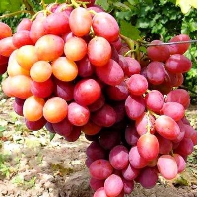Виноград АНЮТА в Колодищи