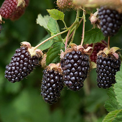 Ежемалина БОЙСЕНБЕРРИ в Колодищи