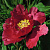 Пион КРАСНЫЙ ЛОТОС древовидный в Колодищи
