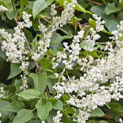 Фаллопия АУБЕРТА в Колодищи