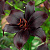 саженцы лилии Блэк Шарм