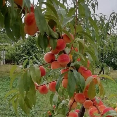 Персик ВУЛКАН в Колодищи