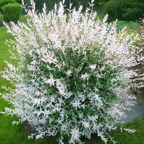 Ива ХАКУРО НИШИКИ в Колодищи