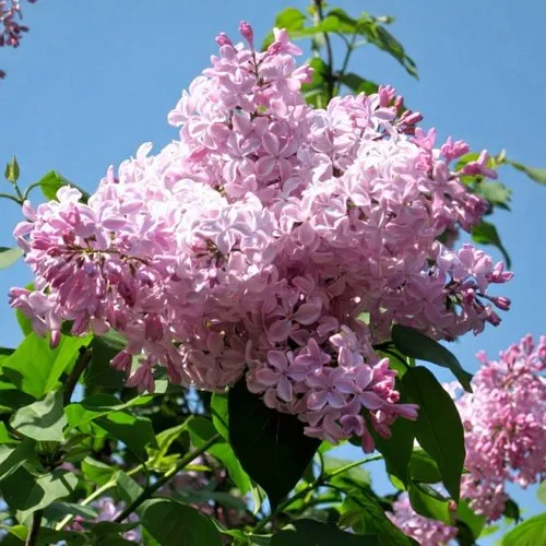 Сирень БУФФОН в Колодищи