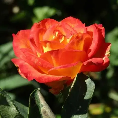 Роза ЛИНА чайно-гибридная  в Колодищи