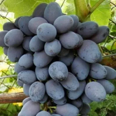 Черный виноград в Колодищи